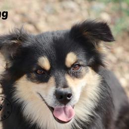King - Miniature Australian Shepherd