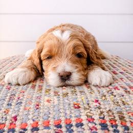 Perdy - Parti female Goldendoodle puppy in Columbia, South Carolina from Glittering Grace Goldendoodles