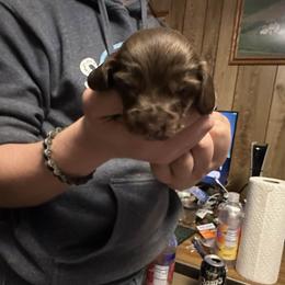 Boy 3 - Chocolate and tan male Dachshund puppy in Oelwein, Iowa from Shaffer Dachshunds