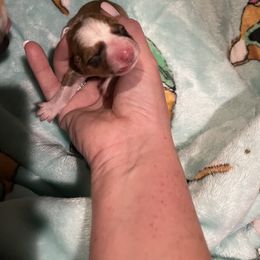 Boy 1 - Pembroke Welsh Corgi puppy in Okeechobee, Florida from High Caliber Kennels