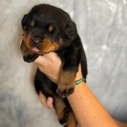 Green Collar - Black and rust male Beauceron puppy in Amelia, Ohio from Fleur de Renard Beaucerons