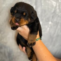 Green Collar - Black and rust male Beauceron puppy in Amelia, Ohio from Fleur de Renard Beaucerons