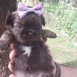 Chocolate dobie female white chest - Chocolate female Shih Tzu puppy in Arcadia, Florida from Kitsune Cuddles and kisses