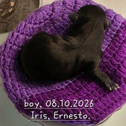 Boy 1 - Black and white male Chihuahua puppy in Alaska from Snowy Mountains Chihuahua