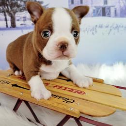 Boston Terrier Puppies from Our Gang Bostons