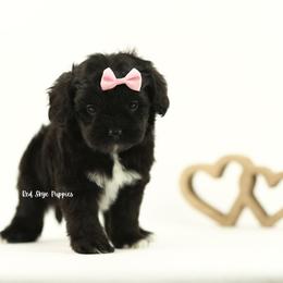 Eve (Pink Collar) - Black female Cavapoo puppy in Republic, Missouri from Red Skye Puppies