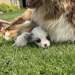 American Corgi, Dachshund, and Pembroke Welsh Corgi Puppies from Seven B Corgis & Doxies