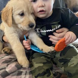 Golden Retriever Puppies from Ginn’s Golden Retrievers