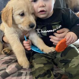 Golden Retriever Puppies from Ginn’s Golden Retrievers