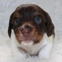 Chocolate piebald male - Piebald male Dachshund puppy in Lily, Kentucky from Little Acres Miniature Dachshunds