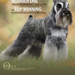 Miniature Schnauzer All Grown Up from Crown Point Miniature Schnauzers