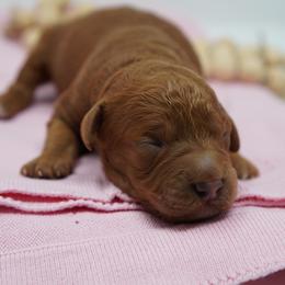 Moana - Red  female Goldendoodle puppy in Lancaster, Pennsylvania from Henriquez Puppies