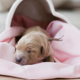Vera - Apricot female Goldendoodle puppy in Acton, Maine from Silver Pines Pups