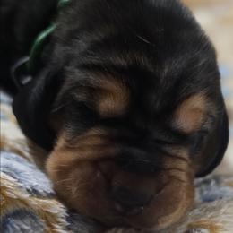 3 Blue collar - Black and brown male Basset Hound puppy in Moore, Oklahoma from Boomer Basset Hound Babies