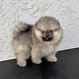 Pomeranian Puppies from Uniquepombabies