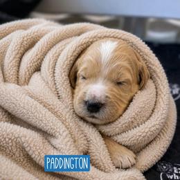 Paddington Bear - Apricot male Goldendoodle puppy in Rocky Point, North Carolina from CelticDoods
