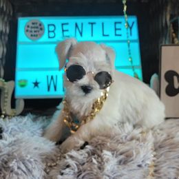 Miniature Schnauzer Puppies from T & A Cali Schnauzer