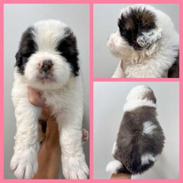 Pink - Mahogany and white female Saint Bernard puppy in Ladysmith, Wisconsin from Northwoods Saint Bernards