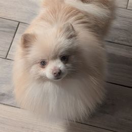 Pixie - Pomeranian