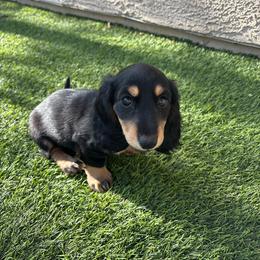 Adira - Black and cream female Dachshund puppy in Las Vegas, Nevada from WienerQuadDoxiesLV