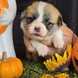 Yara - Red female Pembroke Welsh Corgi puppy in Pollock, Missouri from Northstar