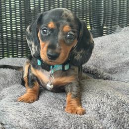 Girl 1 - Dapple female Dachshund puppy in Choccolocco, Alabama from Ace’s Doxies