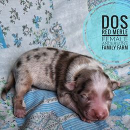 Dos - Red merle female Miniature Australian Shepherd puppy in Kettle Falls, Washington from Ellie's Miniature Australian Shepherds