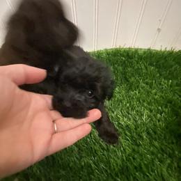 Stanley - Black and white male Aussiedoodle puppy in Knoxville, Tennessee from Legacy Farm