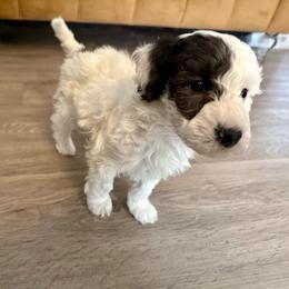 Angel - Parti female Goldendoodle puppy in Sheridan, Arkansas from Arkie Doodles
