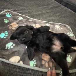Willow - Black female Shorkie puppy in San Tan Valley, Arizona from Great Mates