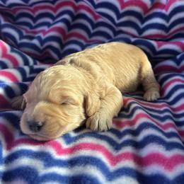 Girl 1 - female Goldendoodle puppy in Mayville, Michigan from Guiding Light Doodles