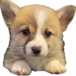 Snap - Fawn and white male American Corgi puppy in Hueytown, Alabama from AAA Corgis