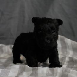 Scottish Terrier Puppies from Rainier Scotties