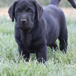 Black Female - Black female Labrador Retriever puppy in Marysville, California from Britt Labradors