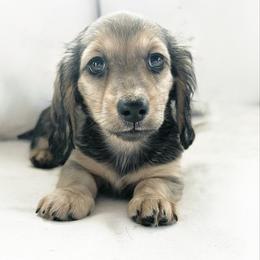 Honey 3500 - Cream female Dachshund puppy in Sylvania, Alabama from Yancey’s Doxies