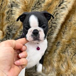 Girl 1 - Black brindle and white female Boston Terrier puppy in Redlands, California from Off The Hook Boston Buddies