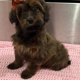 Pink - Sable female Cockapoo puppy in Lancaster, Kentucky from Dream Paws Puppies, LLC