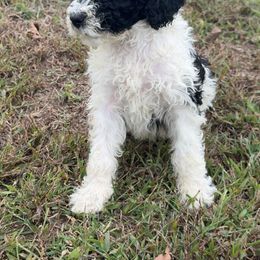 Screech - Black male Poodle puppy in Waterloo, Illinois from Dreamy Doodles