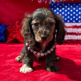 Bexley - Brindle female Dachshund puppy in Lincoln, Arkansas from Red Dirt Dachshunds