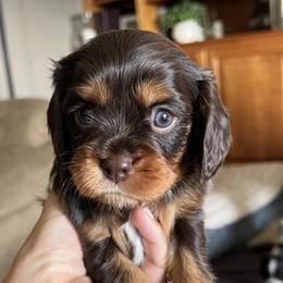 Dove - Chocolate female Cavalier King Charles Spaniel puppy in Farmington, Minnesota from Pam's Cavalier King Charles Spaniels