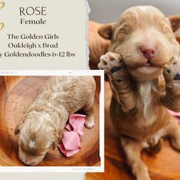 Rose - Red  female Goldendoodle puppy in Hilton, New York from The House of Goldendoodle