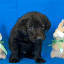 Ms. Pink - Black female Labrador Retriever puppy in Overton, Nevada from Sinfully Sweet Kennel
