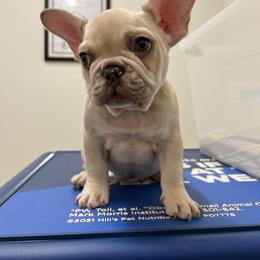 French Bulldog Puppies from Royal velvet frenchies