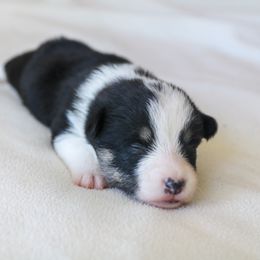 Boy 1 - Black and white American Corgi puppy in Ferndale, California from Roscoe Ranch Corgis