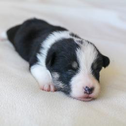 Boy 1 - Black and white American Corgi puppy in Ferndale, California from Roscoe Ranch Corgis