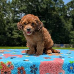 Copper - Red male Cavapoo puppy in Mc Ewen, Tennessee from Spencer's "lil" Cavapoos & Bernedoodles
