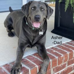 Dilute Retriever All Grown Up from Hagler Homestead Labs