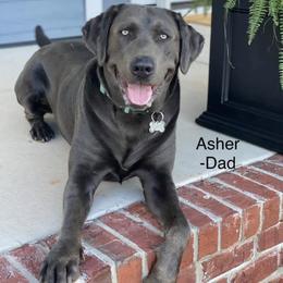Dilute Retriever All Grown Up from Hagler Homestead Labs