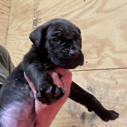 Boy2 - Black brindle male Cane Corso puppy in Granbury, Texas from Revolutions Kennel