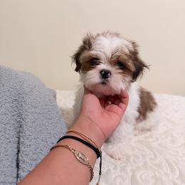 Benja - White male Shih Tzu puppy in Indianapolis, Indiana from Hope Shih tzu